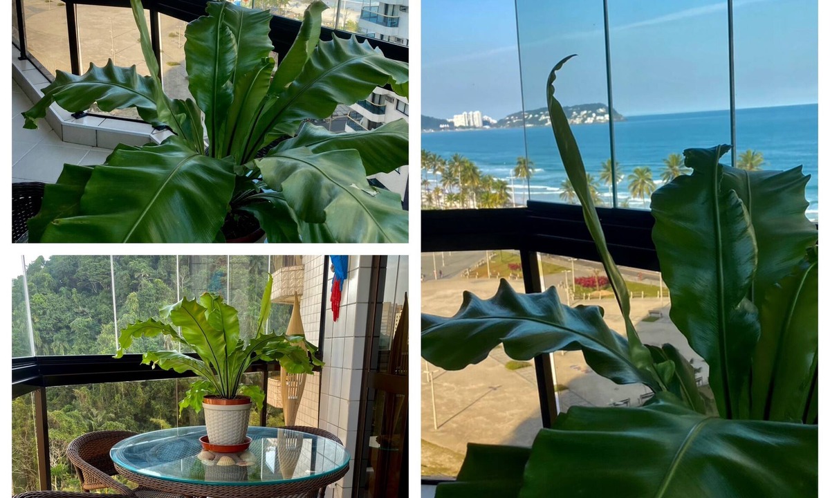 Jardim Tejereba Apartment | Beautiful panoramic view of Coveada beach! Comfort and complete leisure!