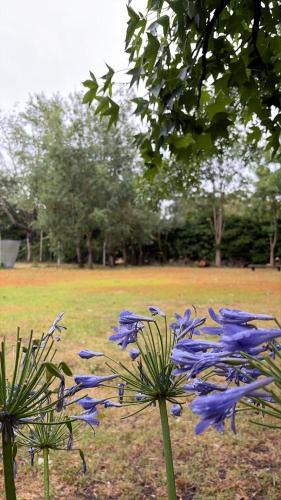 Abasto Villa | Campo Los Teritos