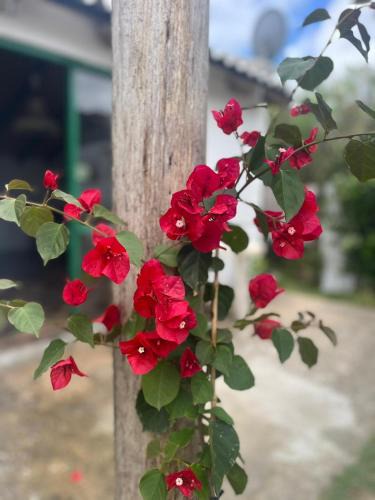 Aguas Dulces House | Techos amarillos 3