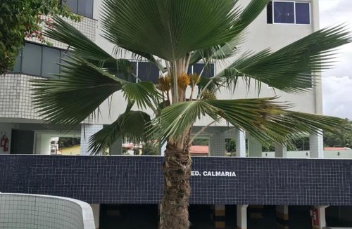 Pirangi do Norte Apartment | Apt Praia Pirangi do Norte - RN