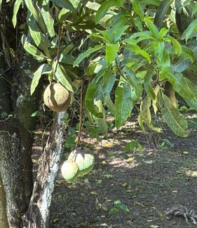 Terra Preta House | Chácara Meu Pedaço Atibaia