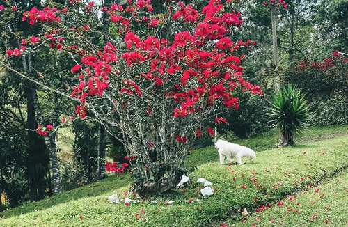Juquitiba Ski Chalet | Chalet Primavera, 1 hour from São Paulo, in the Atlantic Forest, Connection and Nature site.