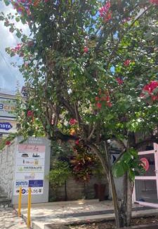 Guarabira Apartment | Flat da Luz
