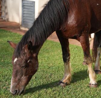 Olimpia House | Hotel Fazenda Haras RD