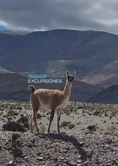 Fiambala Hotel | HOTEL y EXCURSIONES TEJADA
