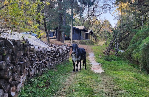 Campos do Jordao Cabin | Locanda del Nero perfect getaway in the Campos do Jordão forest garden