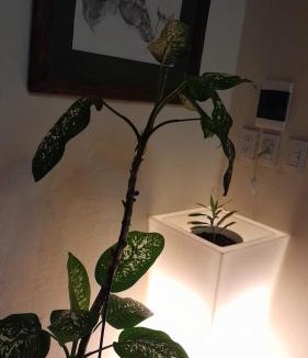 Concordia Apartment | Loft Turístico