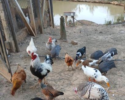 Monte Alegre do Sul Resort | Mini Fazenda e Antiquário Manzolli