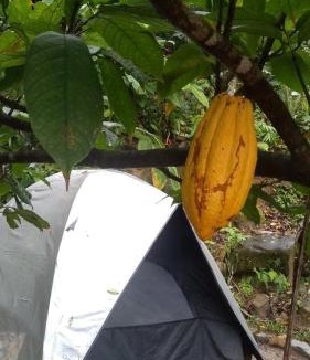Jardim Sao Miguel House | Recanto do Leâo - Camping
