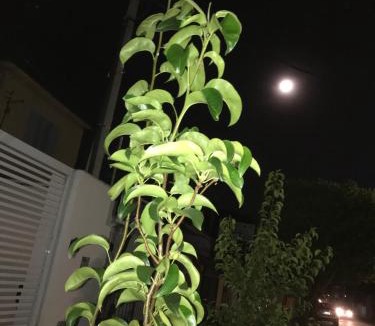 Jardim California Apartment | Recanto Duas Peras