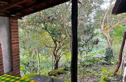Bonito Other | Sitio Viração