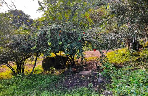 Bonito Other | Sitio Viração
