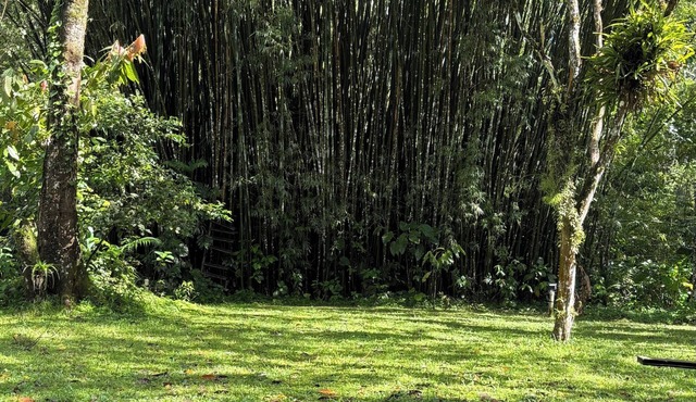 Cacau Roots Bungalows