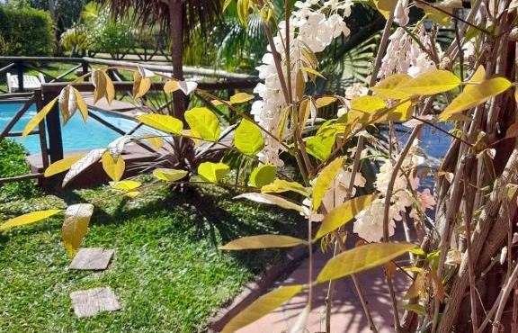 LAS CALAS