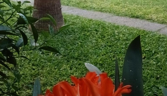 Rendel in Paraná