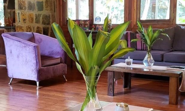 Selva de Laurel