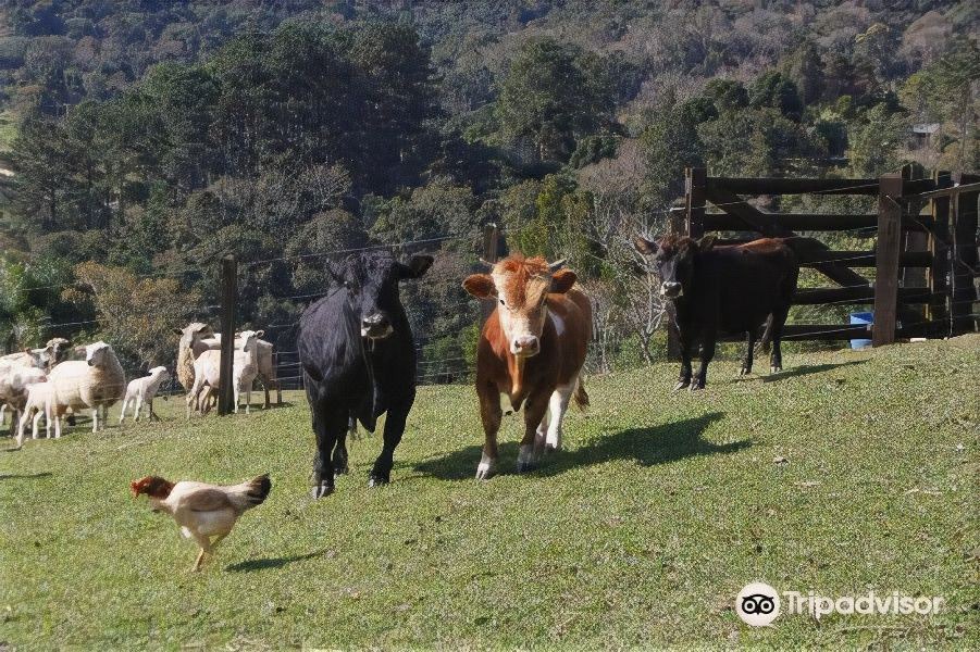 Photo of Others in Campina Grande Do Sul