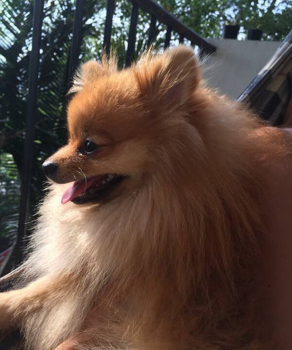 Photo of Others in Alto de Pinheiros