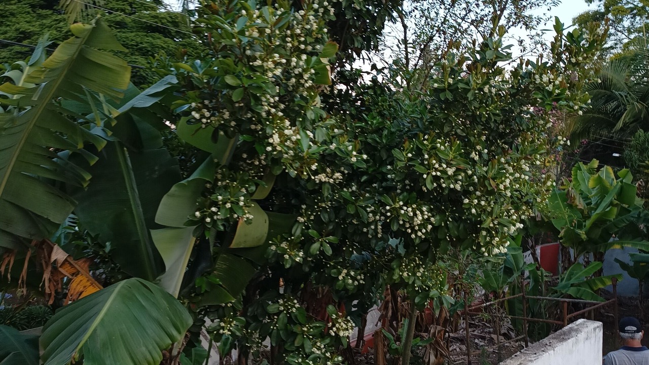 Photo of Outdoor in Pinhalzinho
