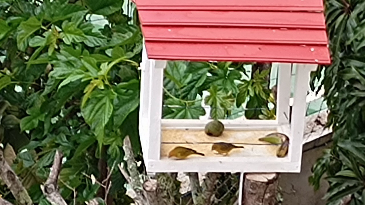 Photo of Outdoor in Pinhalzinho