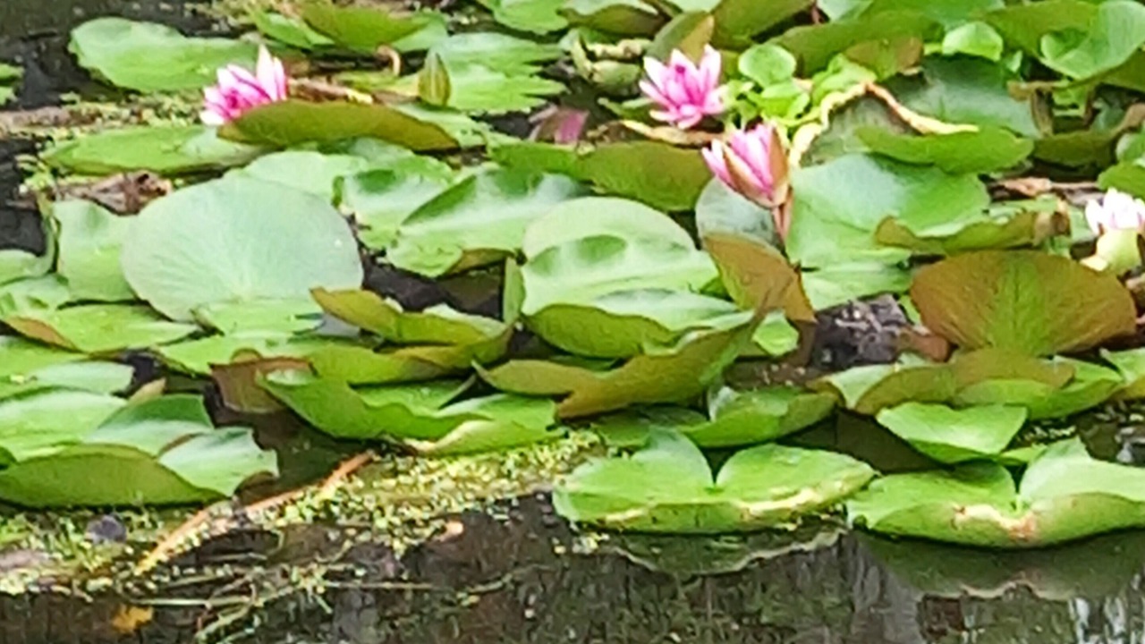 Photo of Outdoor in Cananeia