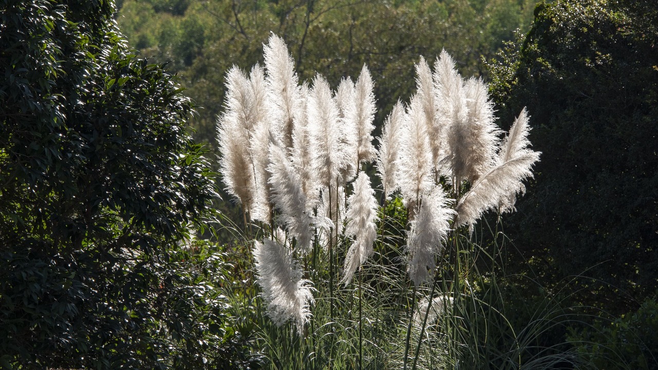 Photo of Outdoor in Braganca Paulista