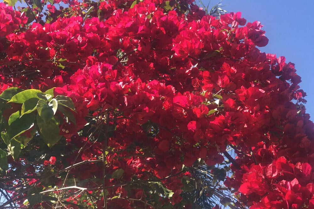 Photo of Outdoor in Sao Roque