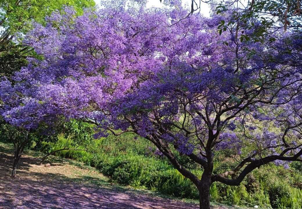 Photo of Outdoor in Bauru
