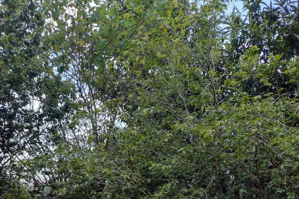 Photo of Outdoor in Taubate