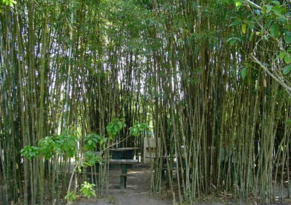 Photo of Outdoor in Ilha Comprida