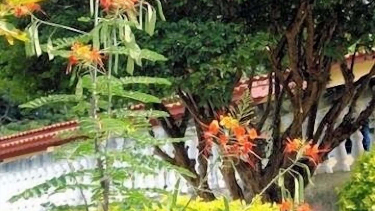 Photo of Outdoor in Braganca Paulista