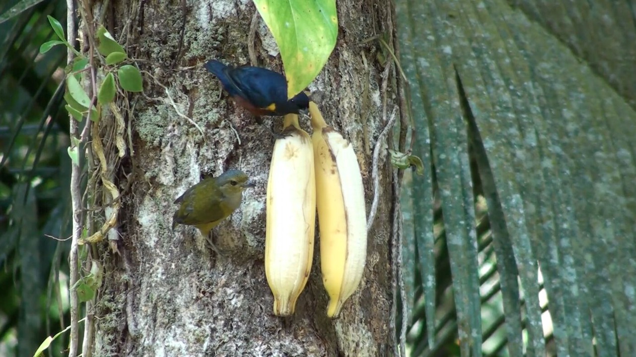 Photo of Others in Felix
