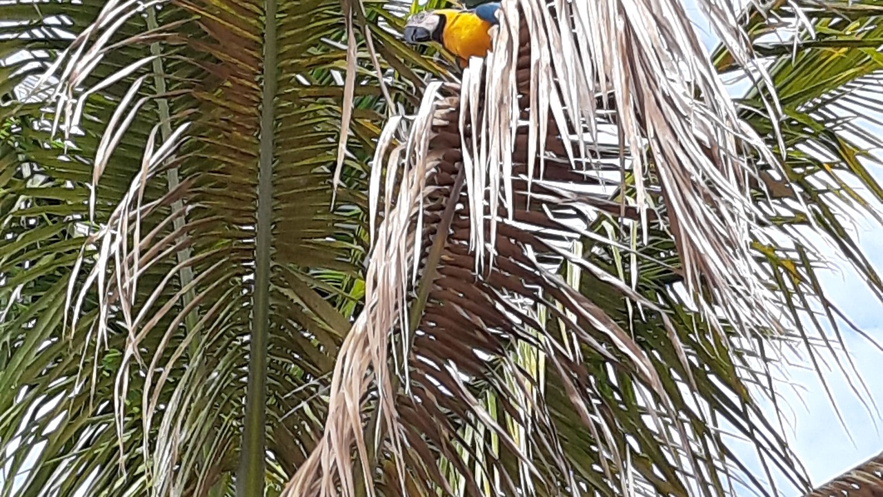 Photo of Outdoor in Sobradinho