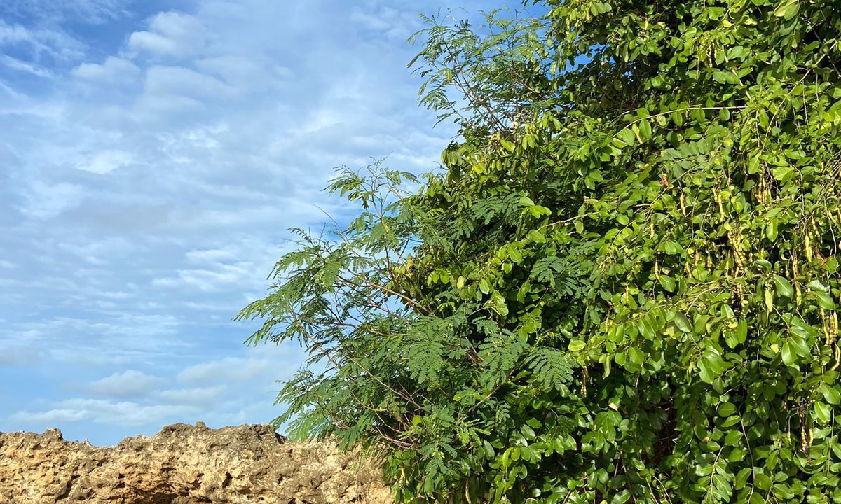 Photo of Others in Village Jacuma
