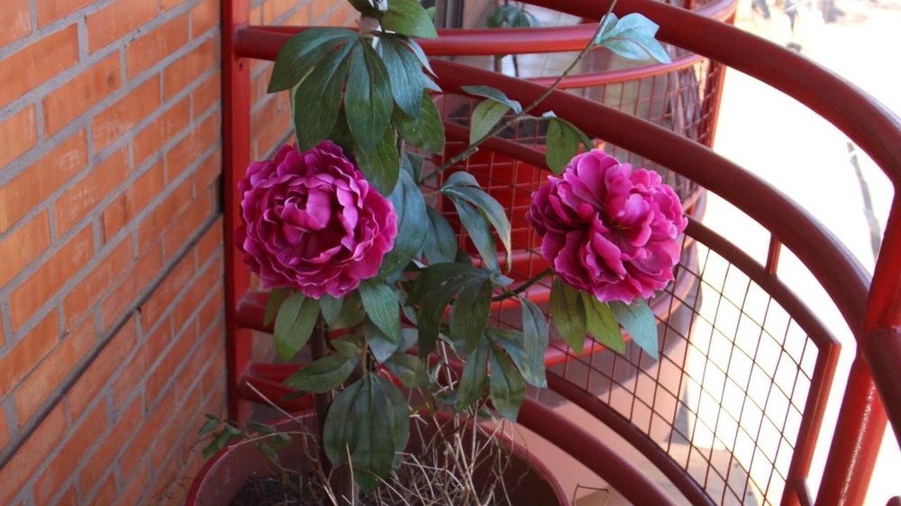 Photo of Patio Balcony in Posadas