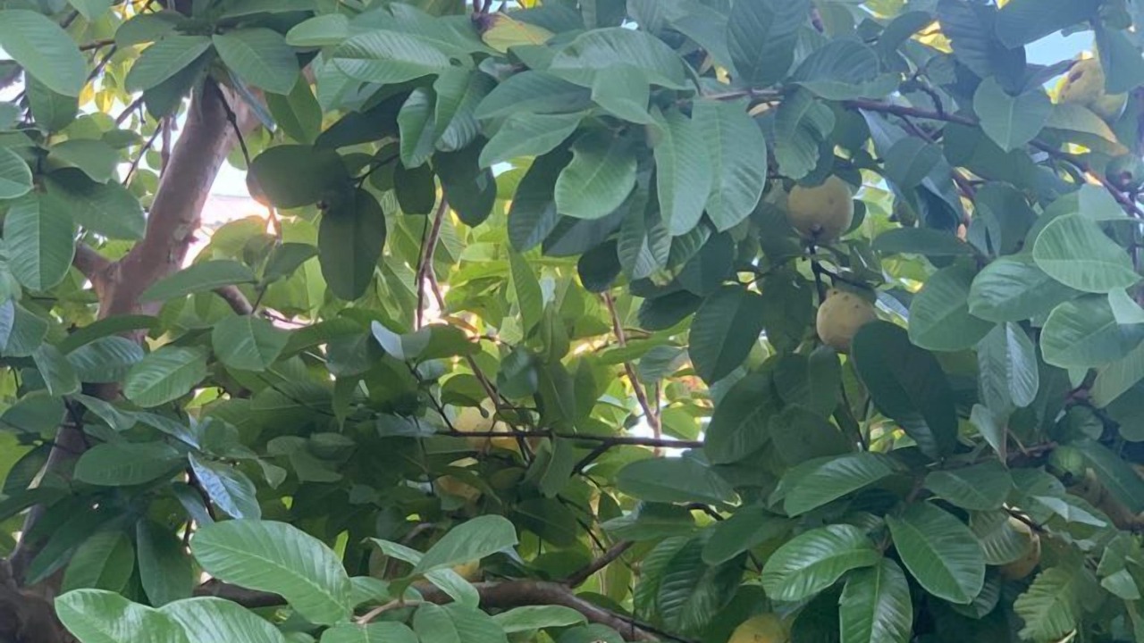 Photo of Outdoor in Sao Paulo