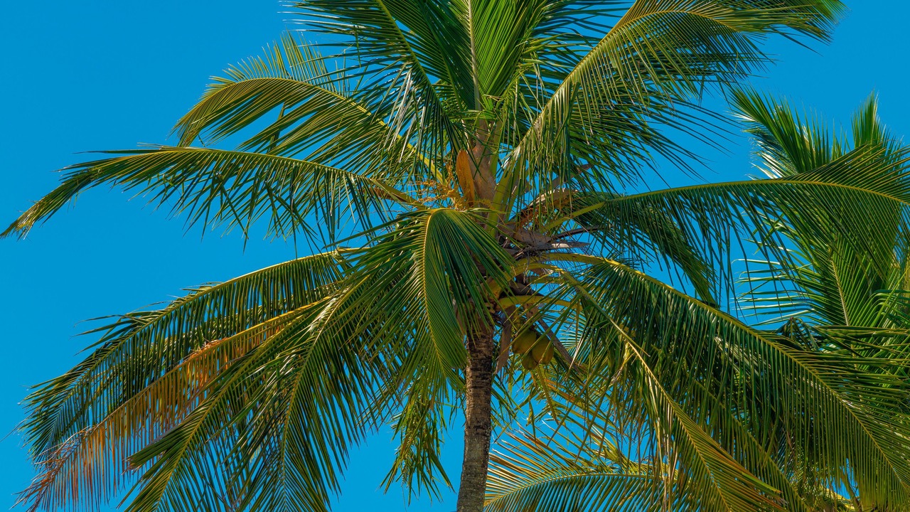 Photo of Others in Praia de Barequecaba
