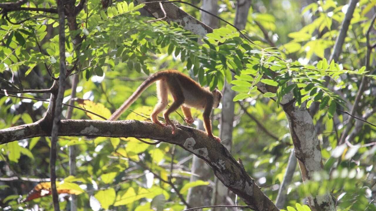Photo of Others in Amazon River