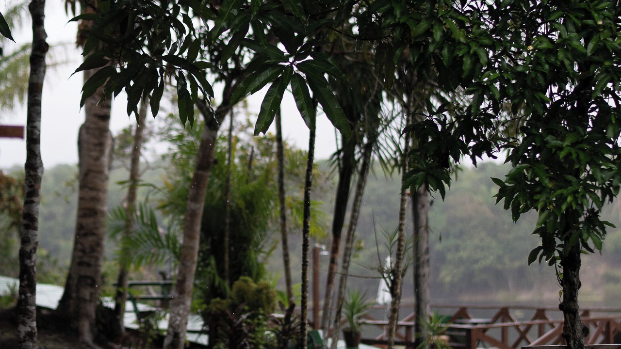 Photo of Outdoor in Amazon River