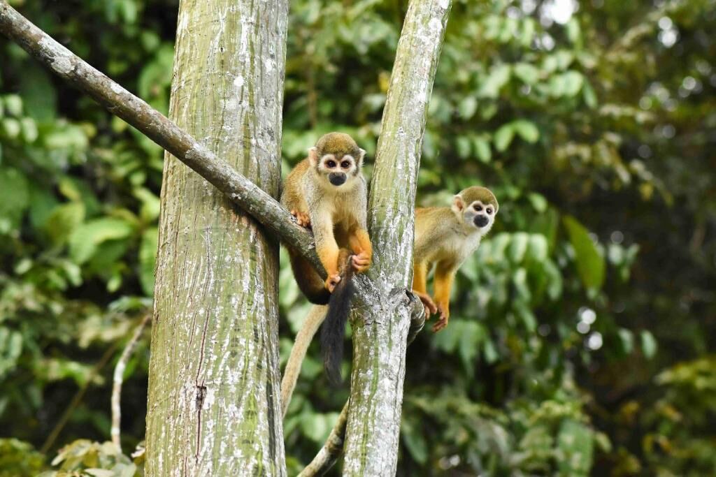 Photo of Others in Amazon River