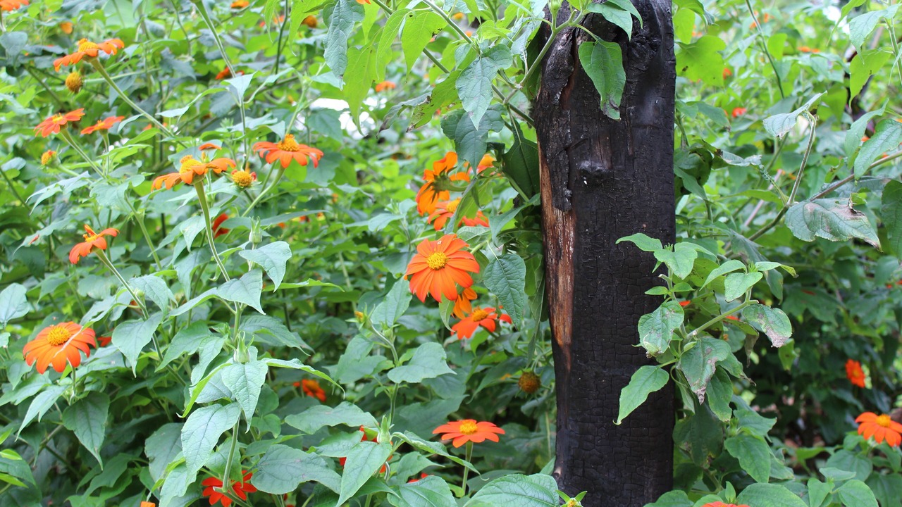 Photo of Outdoor in Avare