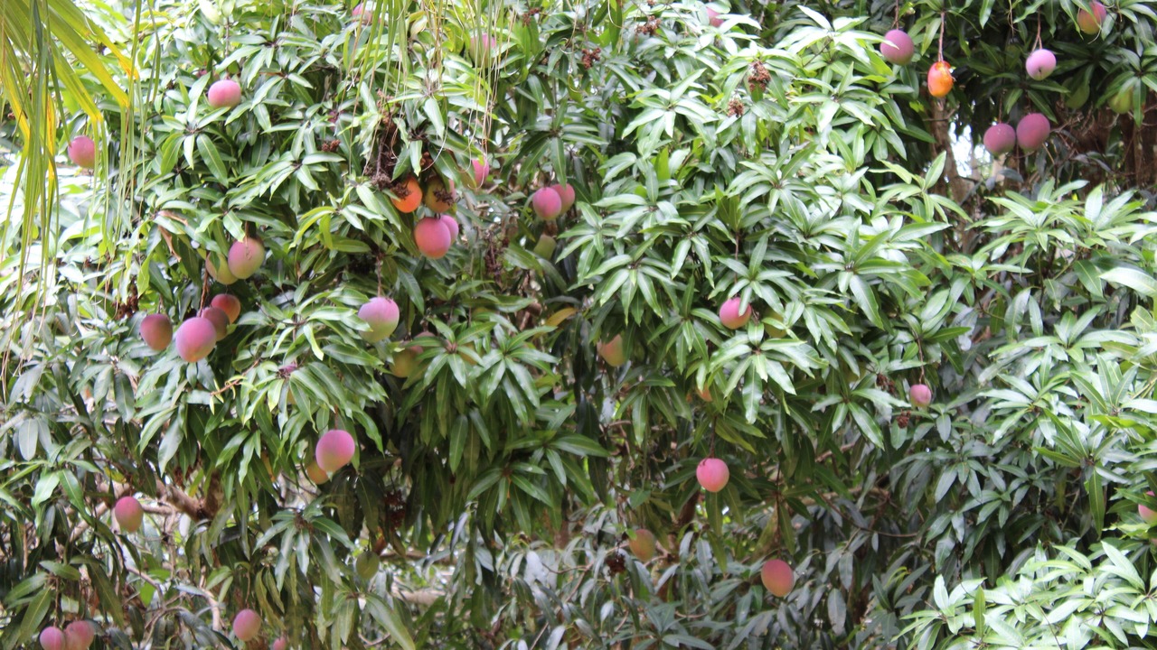Photo of Outdoor in Avare