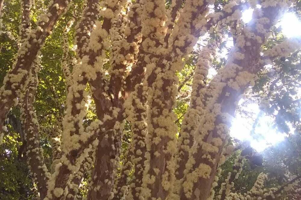 Photo of Outdoor in Campinas