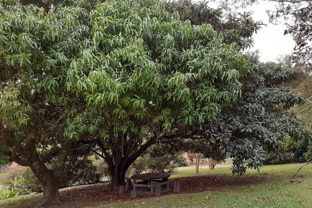 Photo of Outdoor in Jardim Shangri-La
