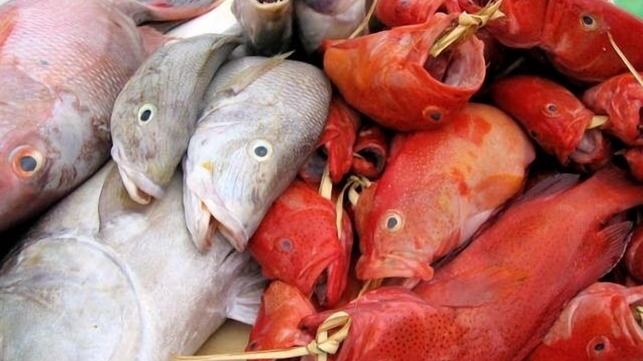 Photo of Others in Costa do Sol