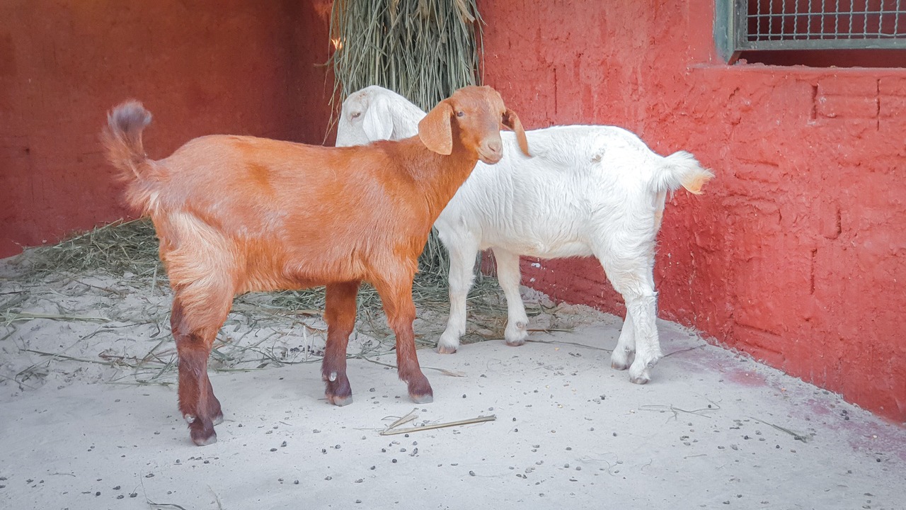 Photo of Others in Brotas