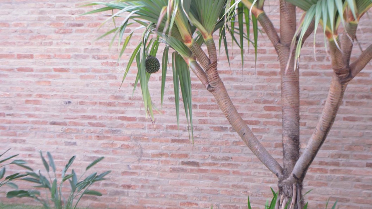 Photo of Outdoor in Jau