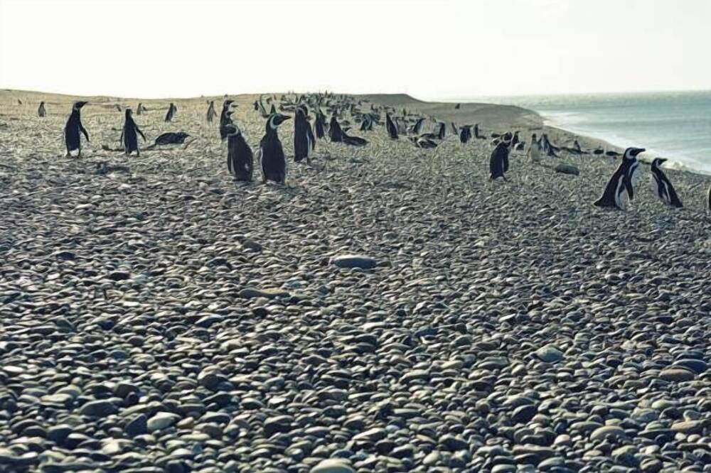 Photo of Others in Punta Ninfas