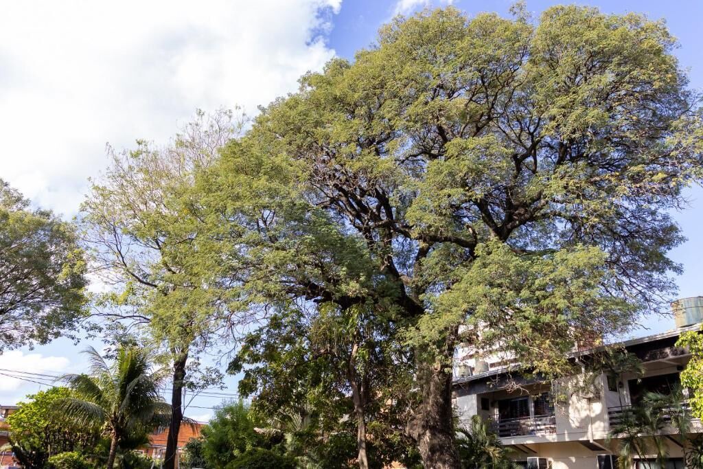 Photo of Others in Asuncion