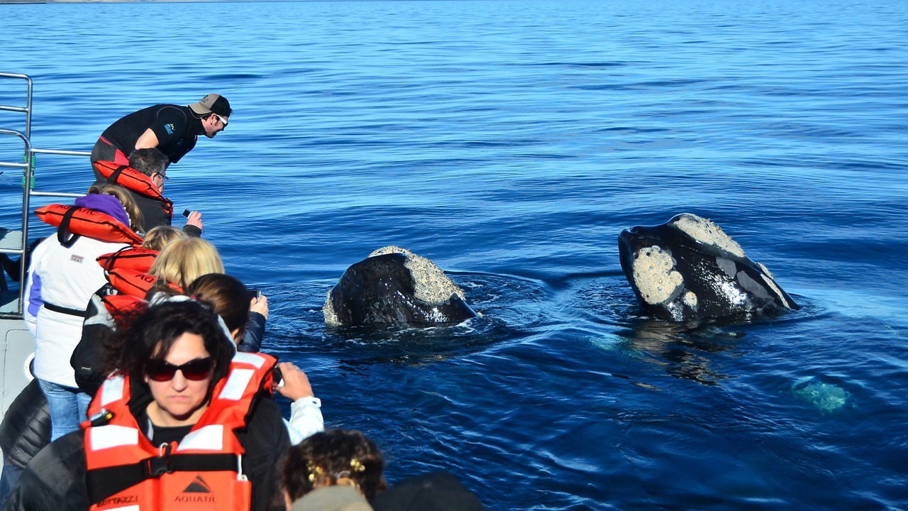 Photo of Others in Puerto Madryn
